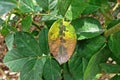 Plant disease, fungal leaves spot, leaves blight disease on roses causes the damage on rose