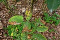 Plant disease, fungal leaves spot, leaves blight disease on roses causes the damage on rose