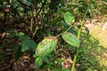 Plant disease, fungal leaves spot disease on roses causes the damage on rose