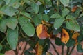 Plant disease, fungal leaves spot disease on roses causes the damage on rose