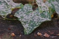 Plant disease on the ivy gourd or scarlet gourd, tropical vine plant