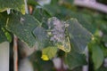 Plant disease on the ivy gourd or scarlet gourd, tropical vine plant