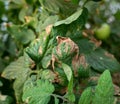 Plant disease on leaf in greenhouse