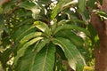 Plant disease, mango leaves disease, anthracnose