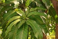 Plant disease, mango leaves disease