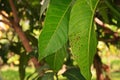 Plant disease, mango leaves disease