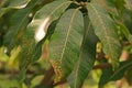 Plant disease, mango leaves disease