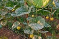 Plant disease, powdery mildew on melon leaves