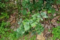 Plant disease, powdery mildew on roses Royalty Free Stock Photo