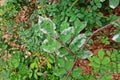 Plant disease, powdery mildew on roses Royalty Free Stock Photo