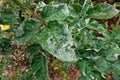 Plant disease, powdery mildew on roses leaves Royalty Free Stock Photo