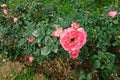 Plant disease, powdery mildew on roses Royalty Free Stock Photo