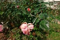 Plant disease, powdery mildew on roses Royalty Free Stock Photo