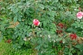 Plant disease, powdery mildew on roses Royalty Free Stock Photo