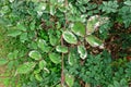 Plant disease, powdery mildew on roses Royalty Free Stock Photo