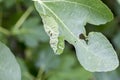 Plant Disease. Septoria leaf spot symptoms on fig tree.