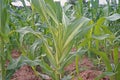 Plant disease on sweet corn, downy mildew Royalty Free Stock Photo