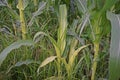 Plant disease on sweet corn, downy mildew Royalty Free Stock Photo