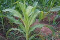 Plant disease on sweet corn, downy mildew Royalty Free Stock Photo