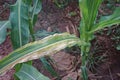 Plant disease on sweet corn, northern leaves blight and downy mildew, severe infestaion field Royalty Free Stock Photo