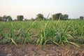 plant disease symptom on sugarcane, sugarcane smut disease