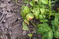 Plant disease symtomp on potato leaf from fungi Royalty Free Stock Photo