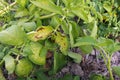 Plant disease symtomp on potato leaf from fungi Royalty Free Stock Photo