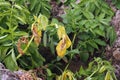 Plant disease symtomp on potato leaf from fungi Royalty Free Stock Photo