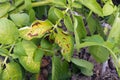 Plant disease symtomp on potato leaf from fungi Royalty Free Stock Photo