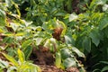 Plant disease symtomp on potato leaf from fungi Royalty Free Stock Photo