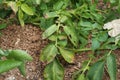 Plant disease symtomp on potato leaf from fungi Royalty Free Stock Photo