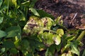 Plant disease symtomp on potato leaf from fungi Royalty Free Stock Photo