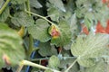 Plant disease, tomato late blight disease Royalty Free Stock Photo