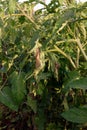 Plant disease, tomato late blight disease Royalty Free Stock Photo