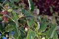 Plant disease, tomato late blight disease Royalty Free Stock Photo