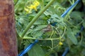 Plant disease, tomato late blight disease Royalty Free Stock Photo