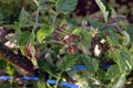 Plant disease, tomato late blight disease Royalty Free Stock Photo