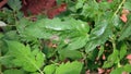 Plant disease, tomato late blight symptom on leaf Royalty Free Stock Photo