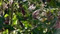 Plant disease, tomato late blight symptom on leaf Royalty Free Stock Photo