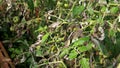 Plant disease, tomato late blight symptom on leaf Royalty Free Stock Photo