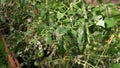 Plant disease, tomato late blight symptom on leaf Royalty Free Stock Photo