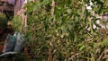 Plant disease, tomato late blight symptom on leaf Royalty Free Stock Photo