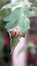 Plant disease, tomato late blight symptom on leaf Royalty Free Stock Photo