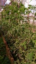 Plant disease, tomato late blight symptom on leaf Royalty Free Stock Photo