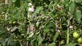 Plant disease, tomato late blight symptom on leaf Royalty Free Stock Photo