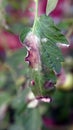 Plant disease, tomato late blight symptom on leaf Royalty Free Stock Photo