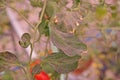 Plant disease on tomato leaves Royalty Free Stock Photo