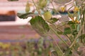 Plant disease on tomato leaves Royalty Free Stock Photo