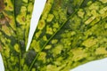 Plant disease - viral infection