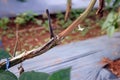 Wilt disease on cape gooseberry